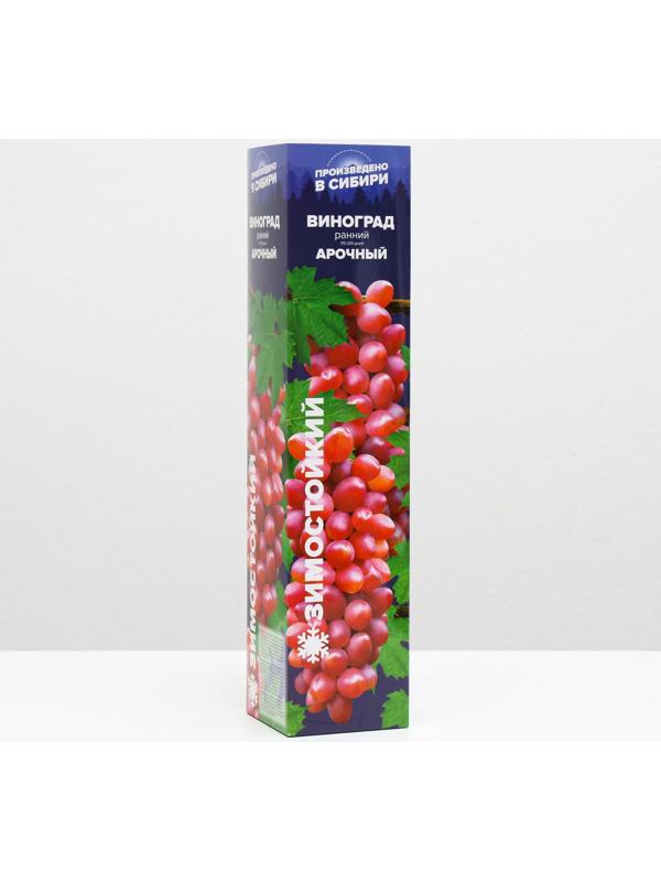 Саженец винограда Арочный,  Весна 2024, 1 шт.