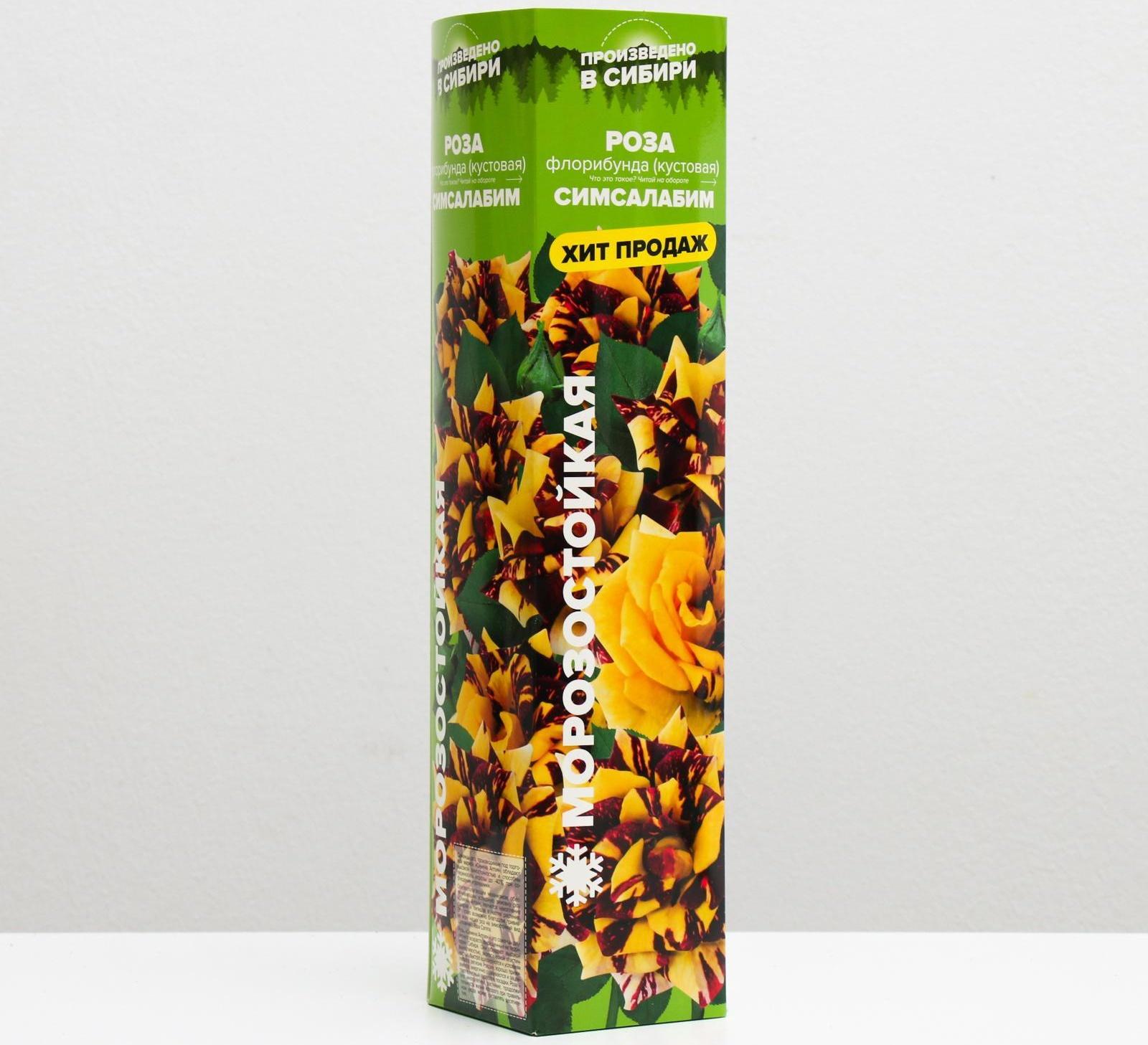 Саженец розы Симсалабим,  Весна 2024, 1 шт.