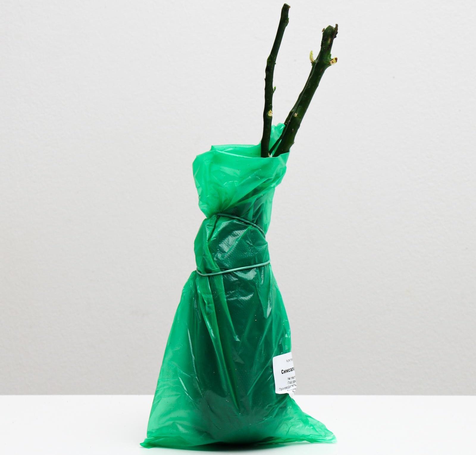 Саженец розы Симсалабим,  Весна 2024, 1 шт.