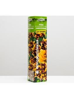 Саженец розы Симсалабим,  Весна 2024, 1 шт.