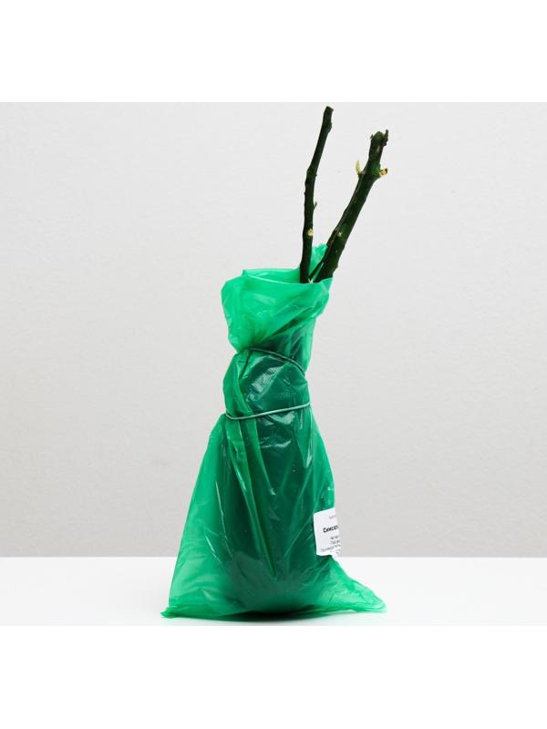 Саженец розы Симсалабим,  Весна 2024, 1 шт.