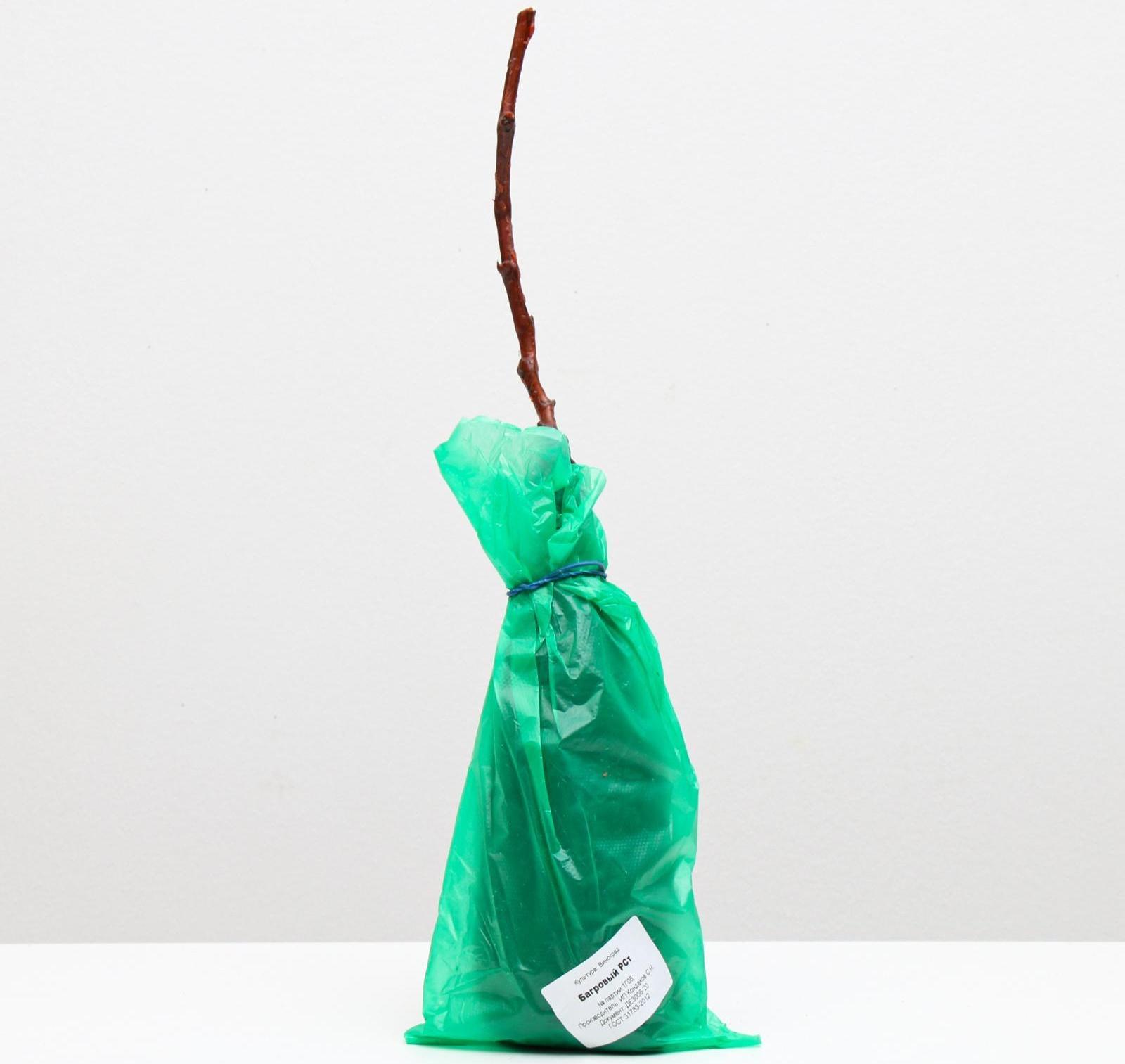 Саженец винограда Багровый,  Весна 2023, 1 шт.