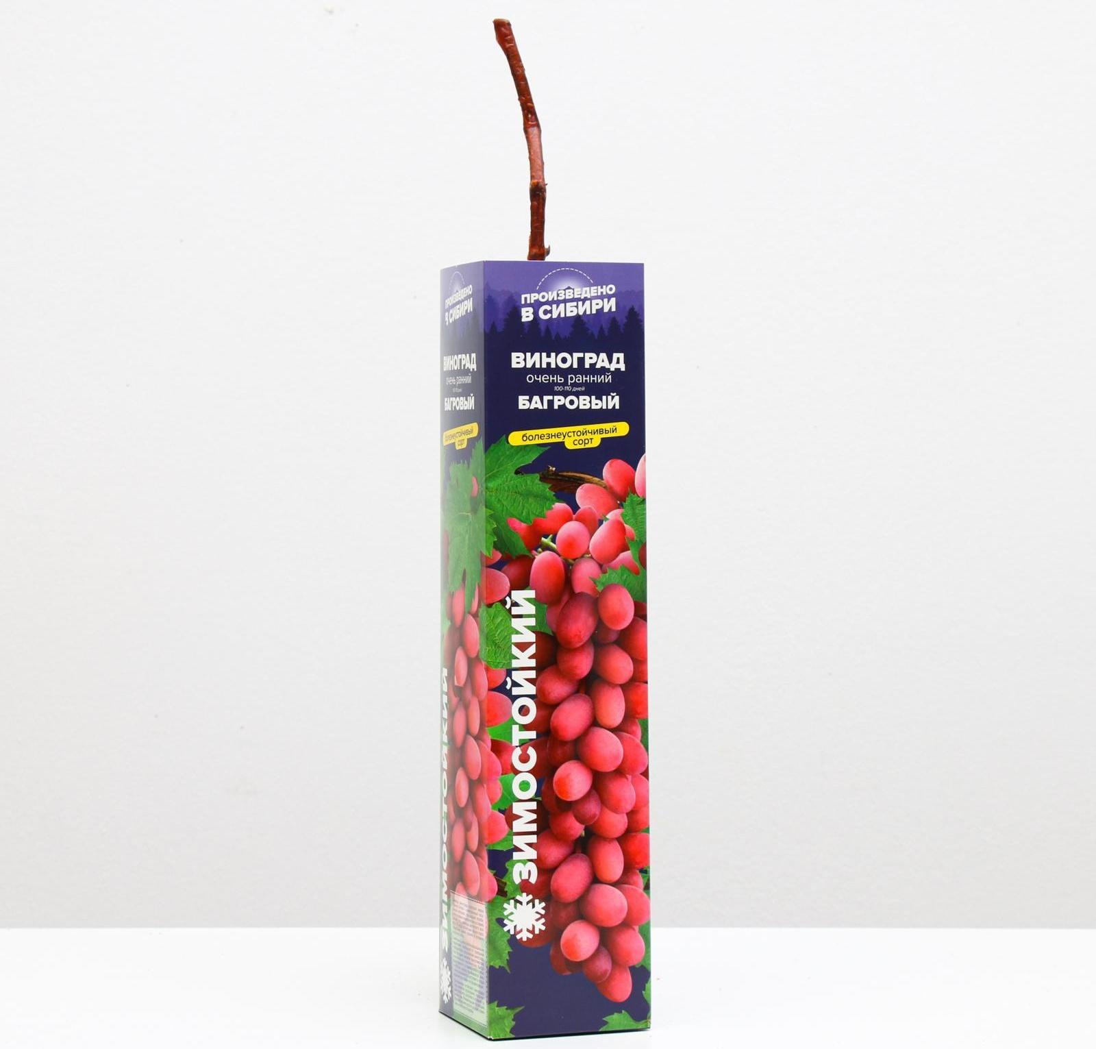 Саженец винограда Багровый,  Весна 2023, 1 шт.