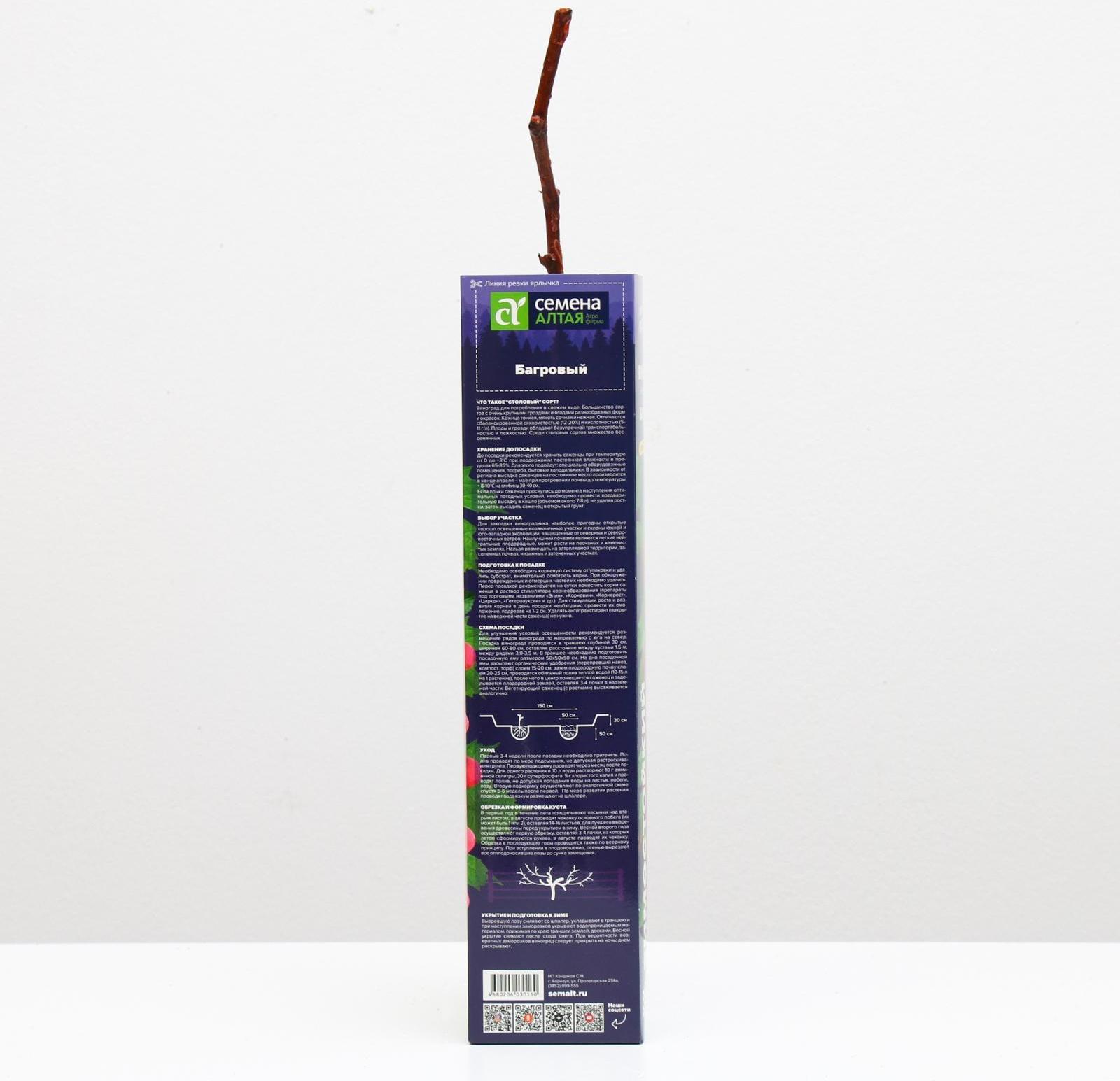 Саженец винограда Багровый,  Весна 2023, 1 шт.