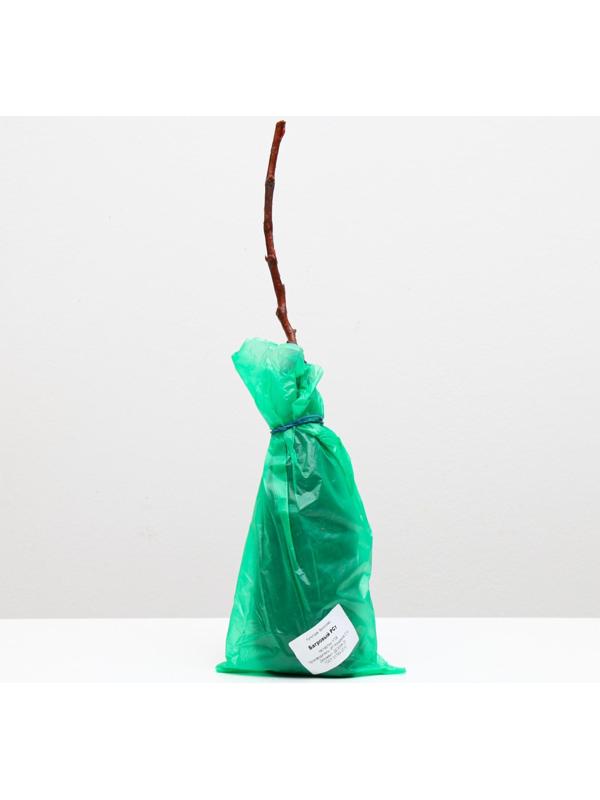 Саженец винограда Багровый,  Весна 2023, 1 шт.