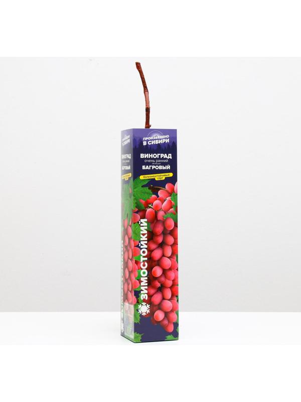 Саженец винограда Багровый,  Весна 2023, 1 шт.