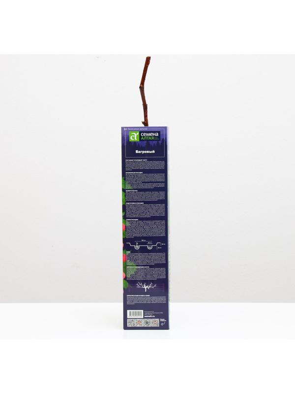Саженец винограда Багровый,  Весна 2023, 1 шт.
