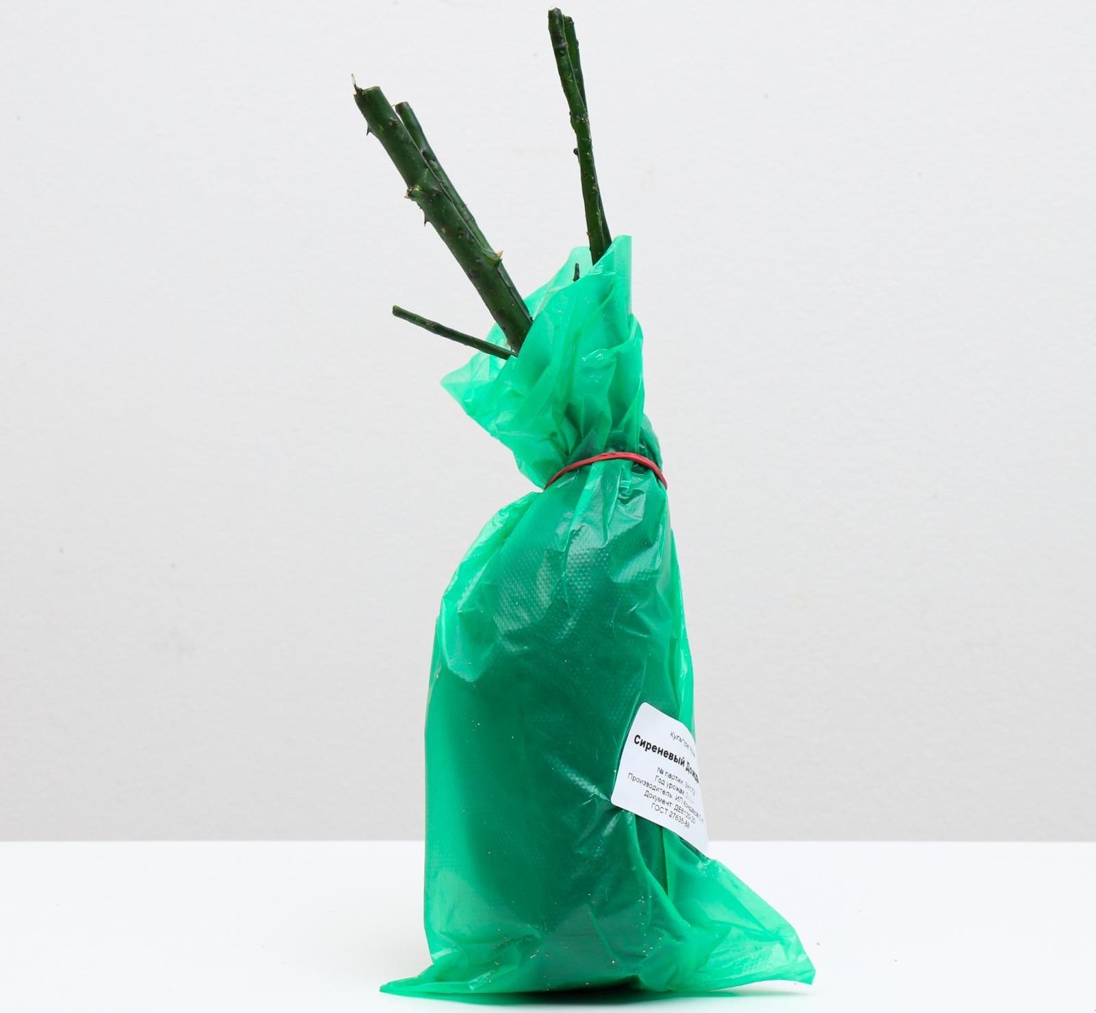 Саженец розы Сиреневый Дождь Весна 2024, 1 шт.