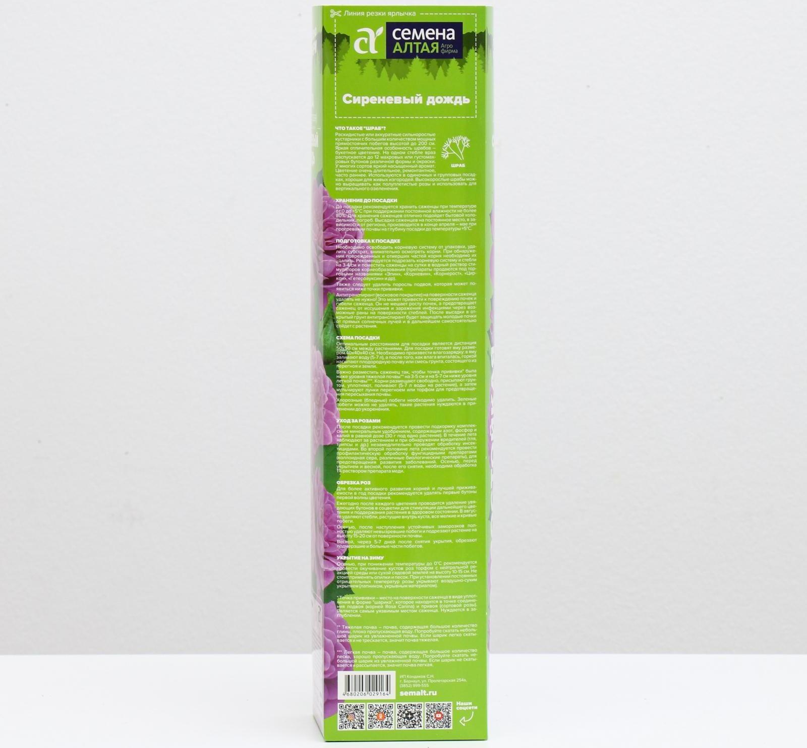 Саженец розы Сиреневый Дождь Весна 2024, 1 шт.