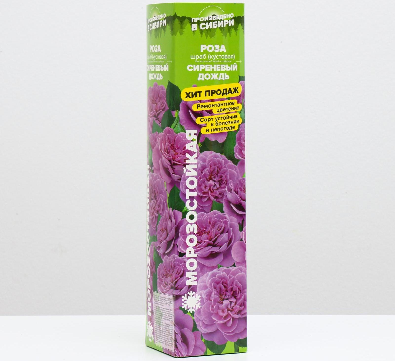 Саженец розы Сиреневый Дождь Весна 2024, 1 шт.