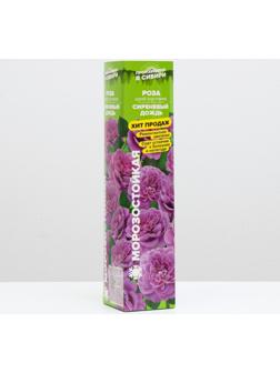 Саженец розы Сиреневый Дождь Весна 2024, 1 шт.