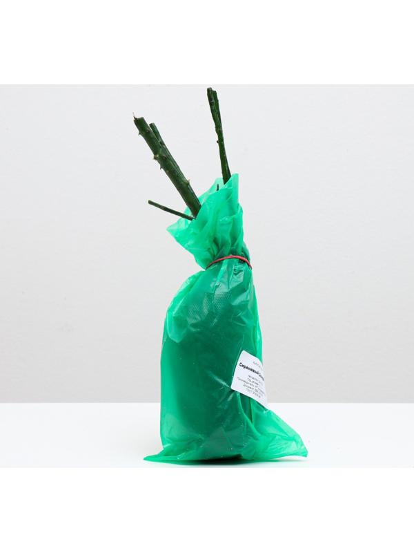 Саженец розы Сиреневый Дождь Весна 2024, 1 шт.