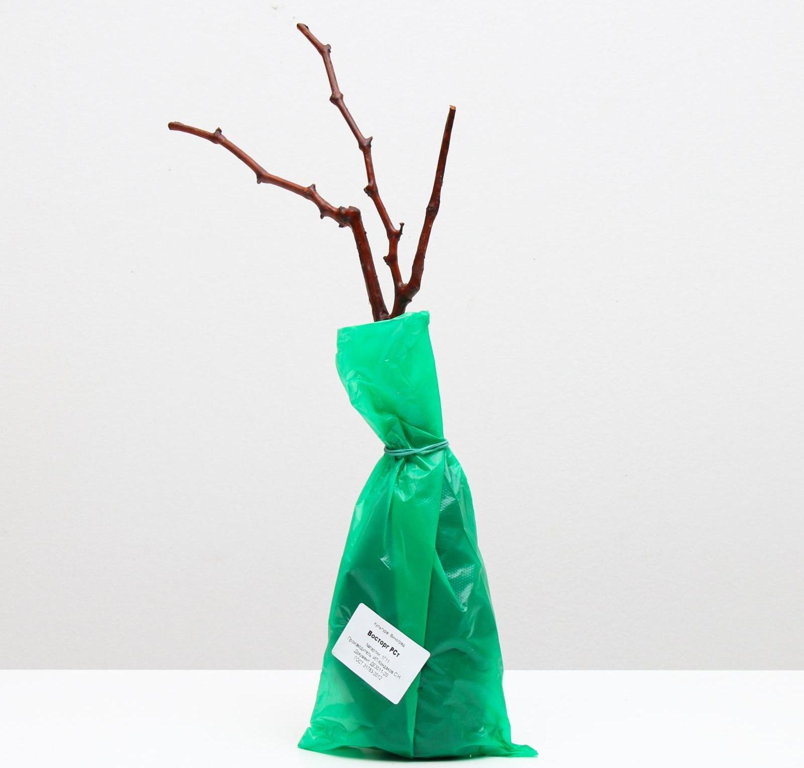 Саженец винограда Восторг,  Весна 2024, 1 шт.