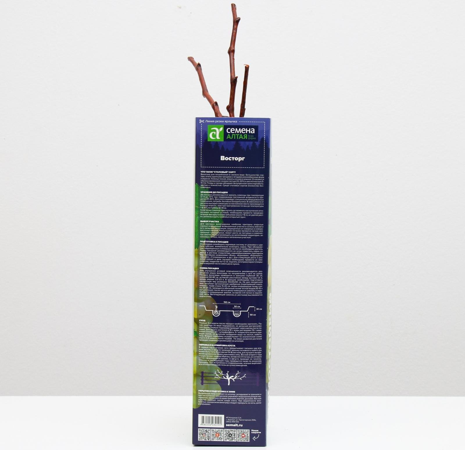 Саженец винограда Восторг,  Весна 2024, 1 шт.