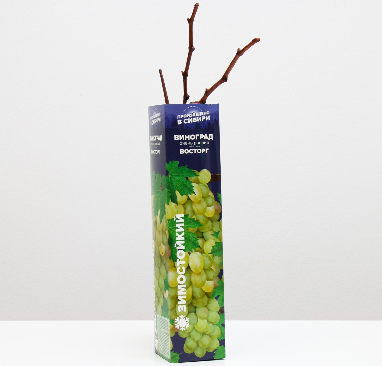 Саженец винограда Восторг,  Весна 2024, 1 шт.