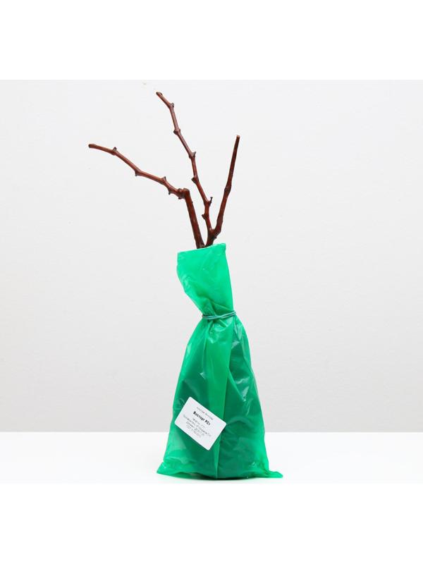 Саженец винограда Восторг,  Весна 2024, 1 шт.