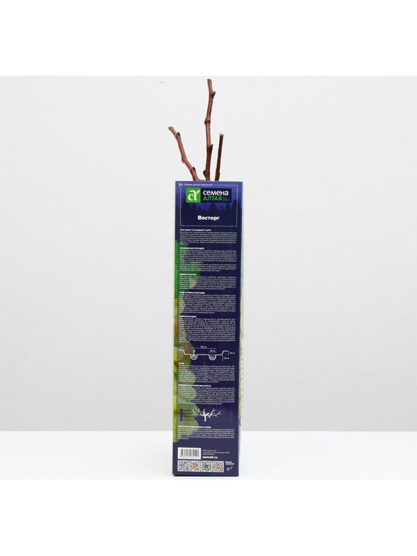 Саженец винограда Восторг,  Весна 2024, 1 шт.