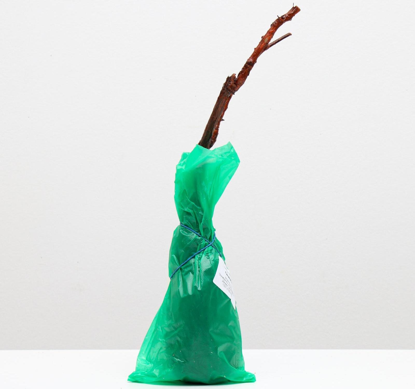 Саженец винограда Галия,  Весна 2024, 1 шт.