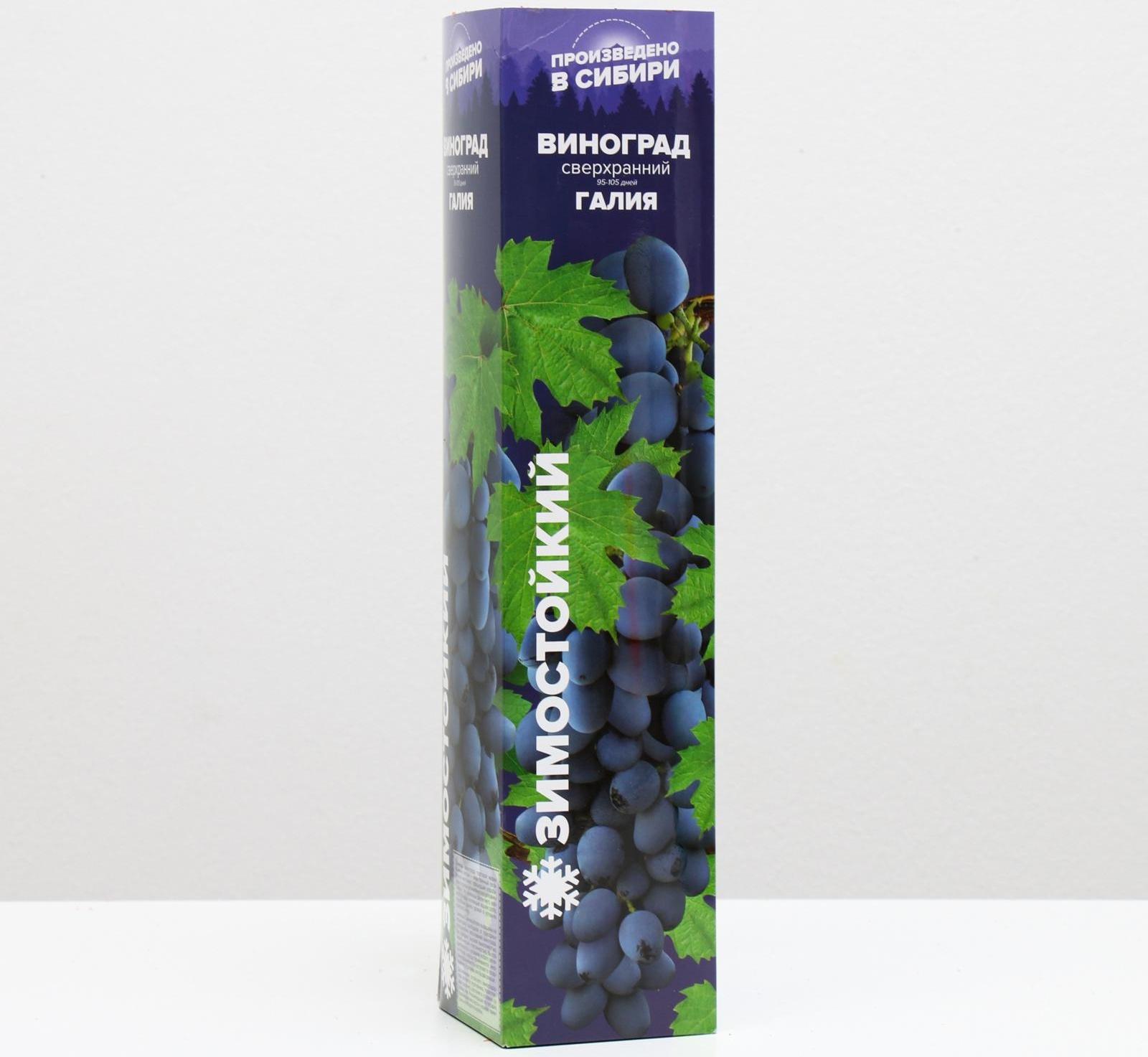 Саженец винограда Галия,  Весна 2024, 1 шт.