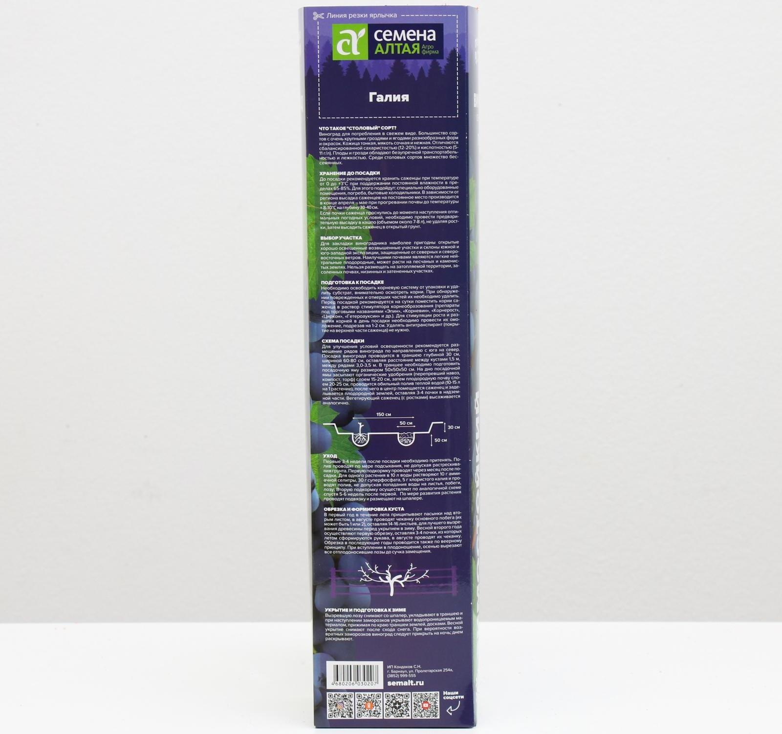 Саженец винограда Галия,  Весна 2024, 1 шт.