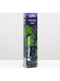 Саженец винограда Галия,  Весна 2024, 1 шт.