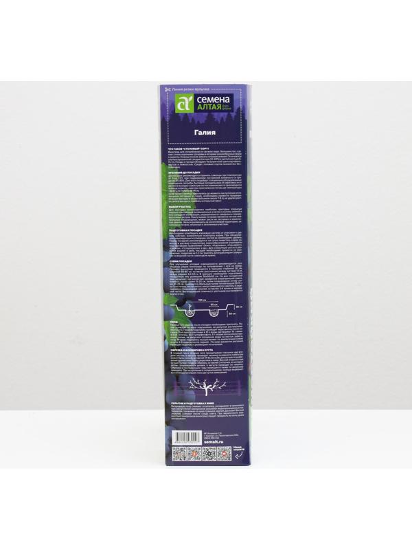 Саженец винограда Галия,  Весна 2024, 1 шт.