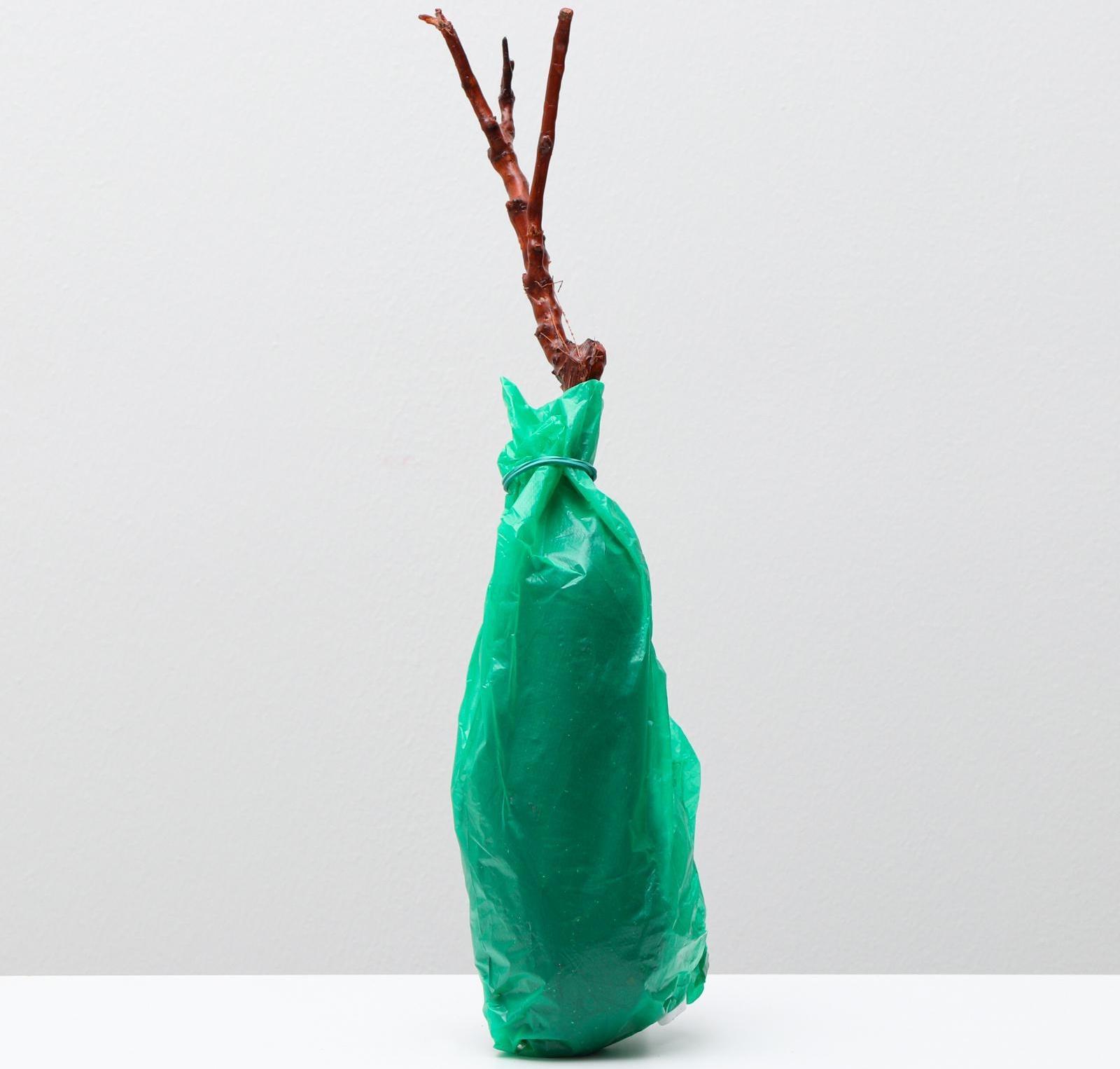 Саженец винограда Долгожданный,  Весна 2024, 1 шт.