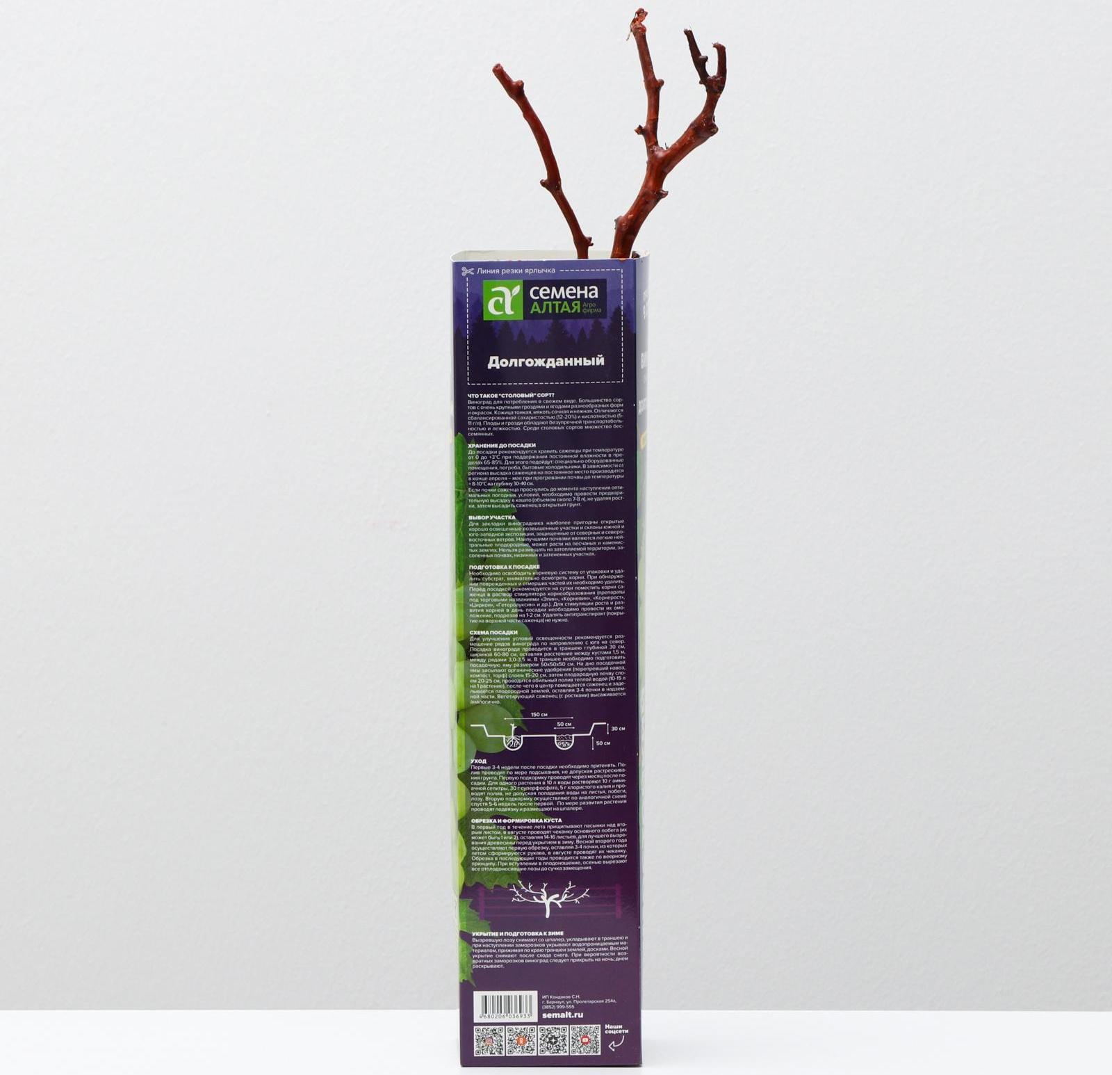 Саженец винограда Долгожданный,  Весна 2024, 1 шт.