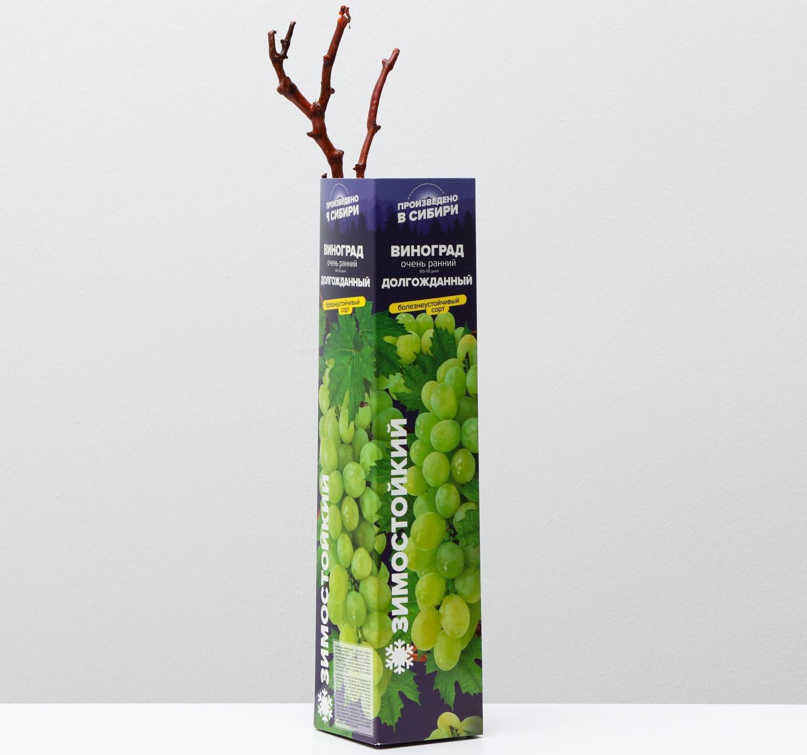 Саженец винограда Долгожданный,  Весна 2024, 1 шт.