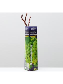 Саженец винограда Долгожданный,  Весна 2024, 1 шт.