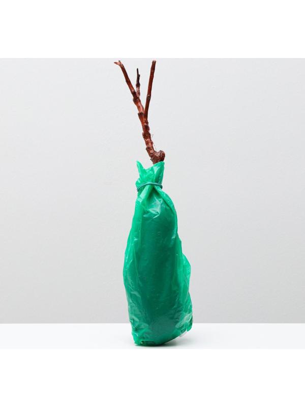 Саженец винограда Долгожданный,  Весна 2024, 1 шт.