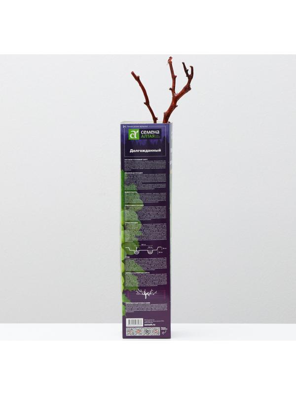 Саженец винограда Долгожданный,  Весна 2024, 1 шт.