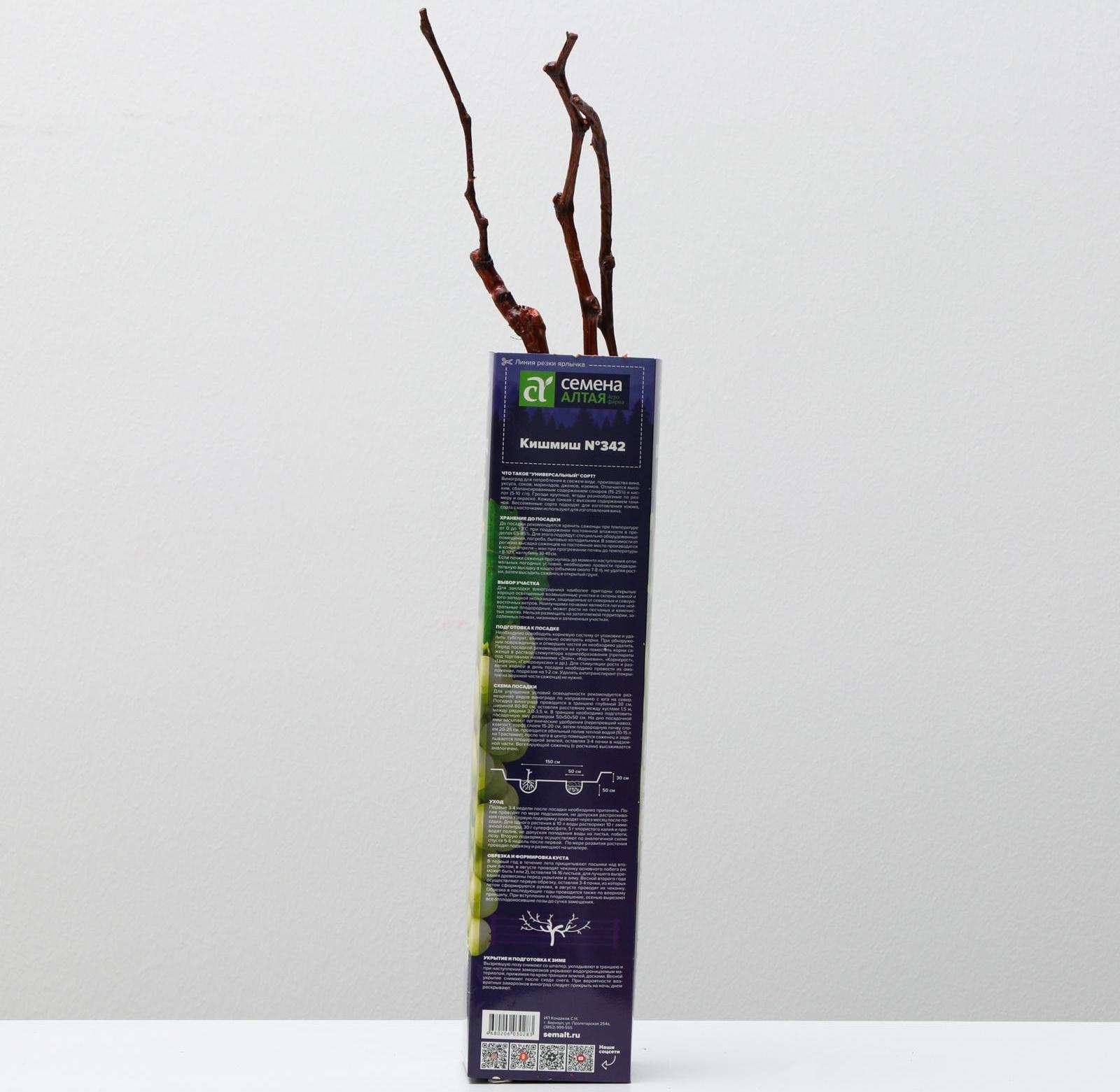 Саженец винограда Кишмиш №342,  Весна 2024, 1 шт.