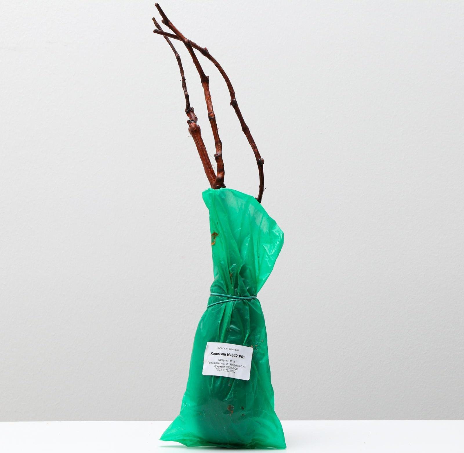 Саженец винограда Кишмиш №342,  Весна 2024, 1 шт.