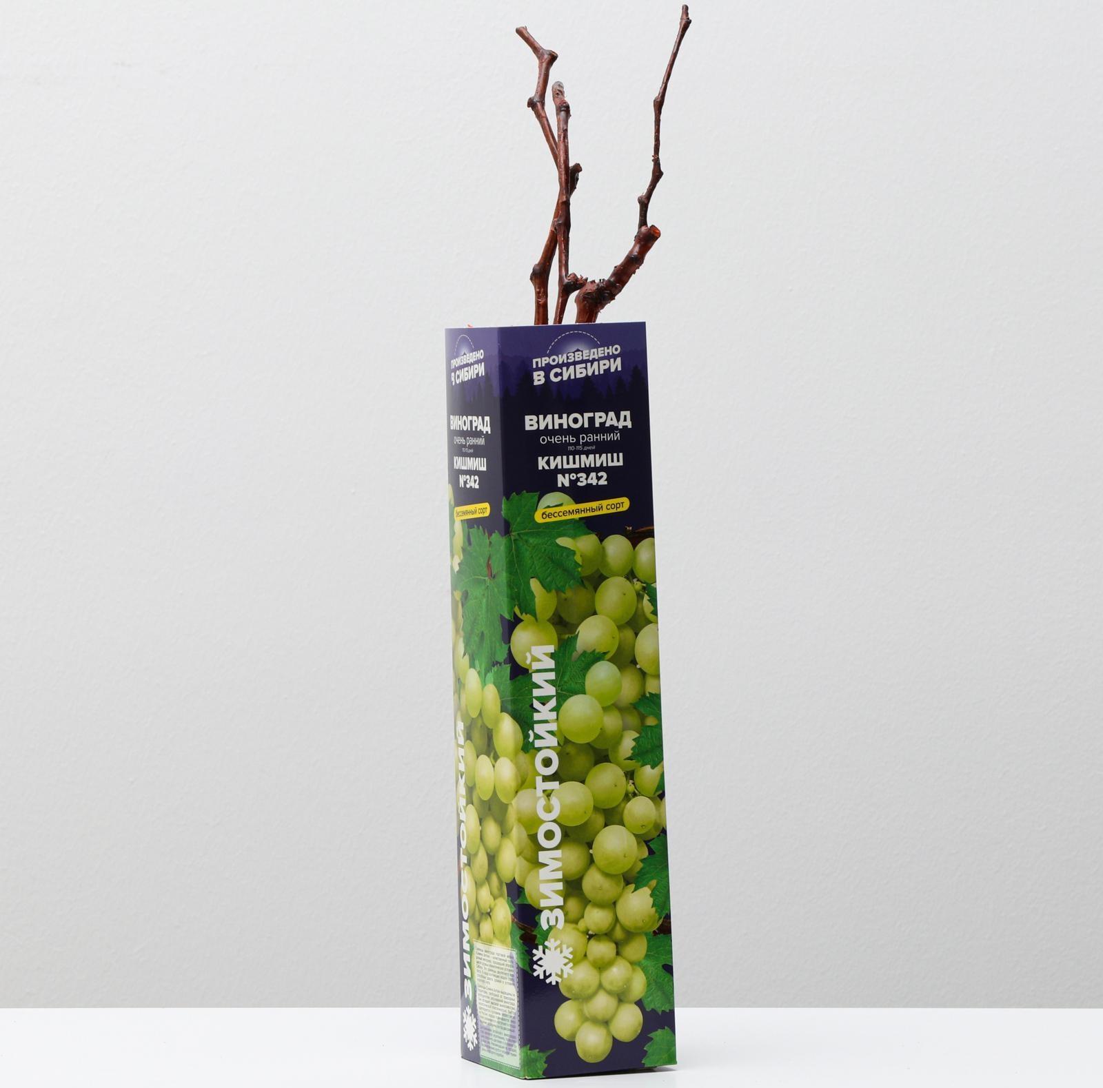 Саженец винограда Кишмиш №342,  Весна 2024, 1 шт.