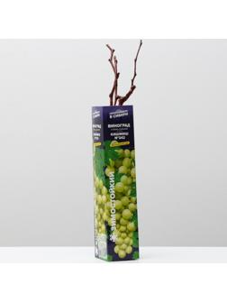 Саженец винограда Кишмиш №342,  Весна 2024, 1 шт.