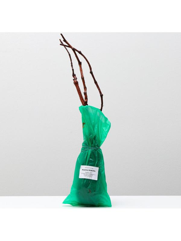 Саженец винограда Кишмиш №342,  Весна 2024, 1 шт.