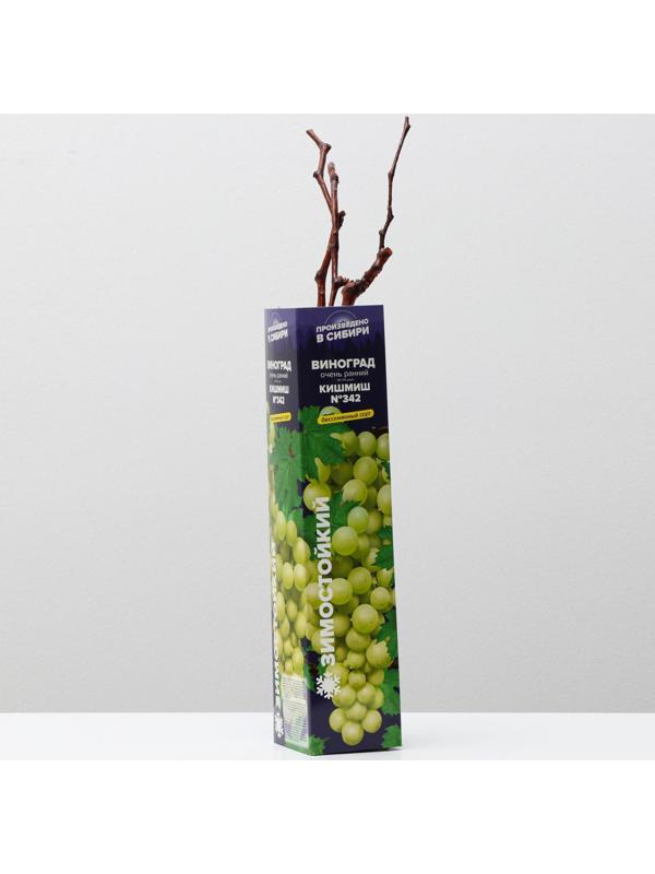 Саженец винограда Кишмиш №342,  Весна 2024, 1 шт.