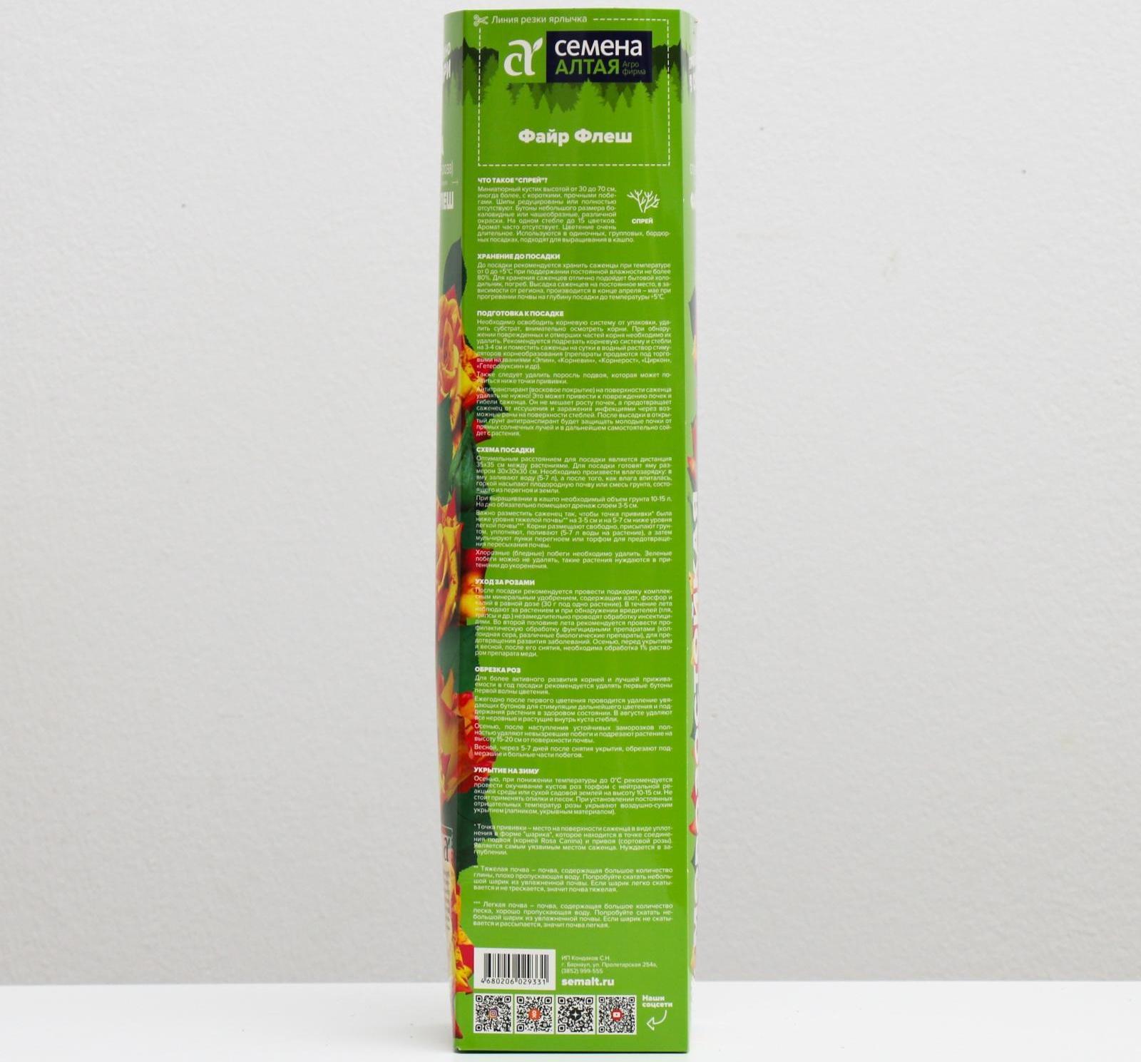 Саженец розы Файр Флеш,  Весна 2024, 1 шт.