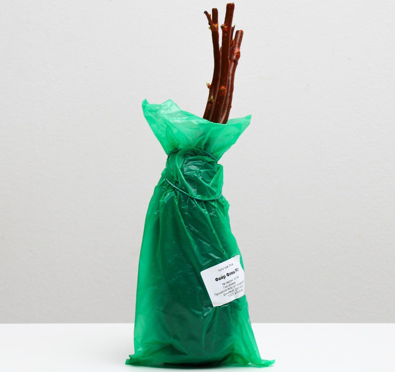 Саженец розы Файр Флеш,  Весна 2024, 1 шт.