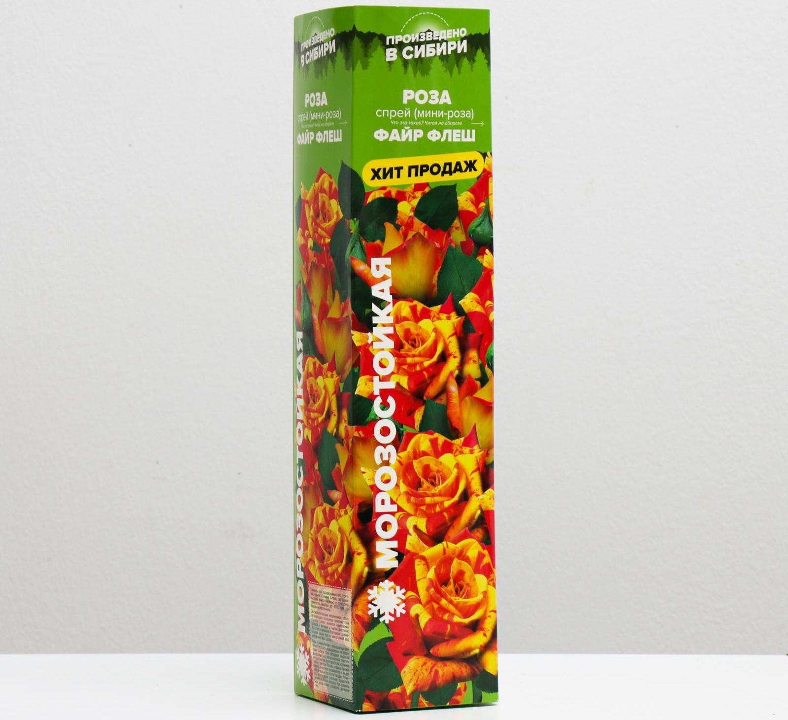 Саженец розы Файр Флеш,  Весна 2024, 1 шт.