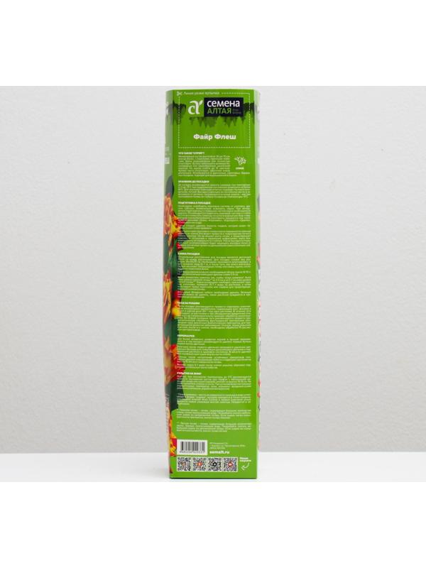 Саженец розы Файр Флеш,  Весна 2024, 1 шт.