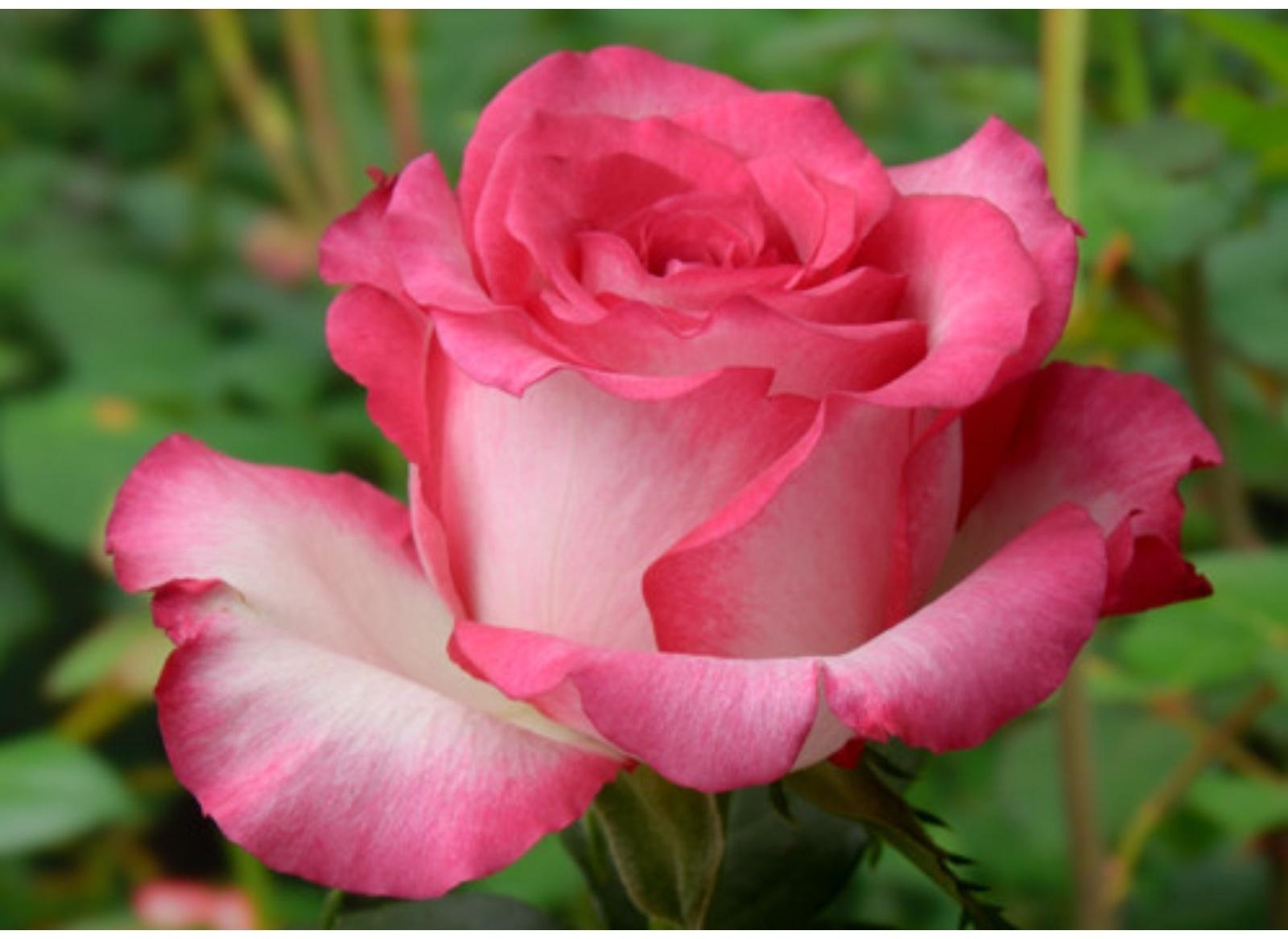 Саженец розы Хайлендер, Весна 2024, 1 шт.