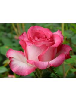 Саженец розы Хайлендер, Весна 2024, 1 шт.