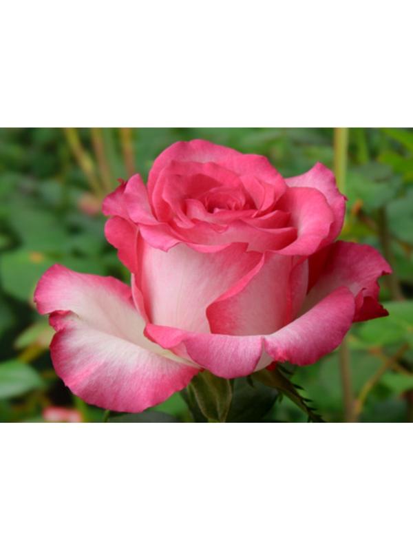 Саженец розы Хайлендер, Весна 2024, 1 шт.