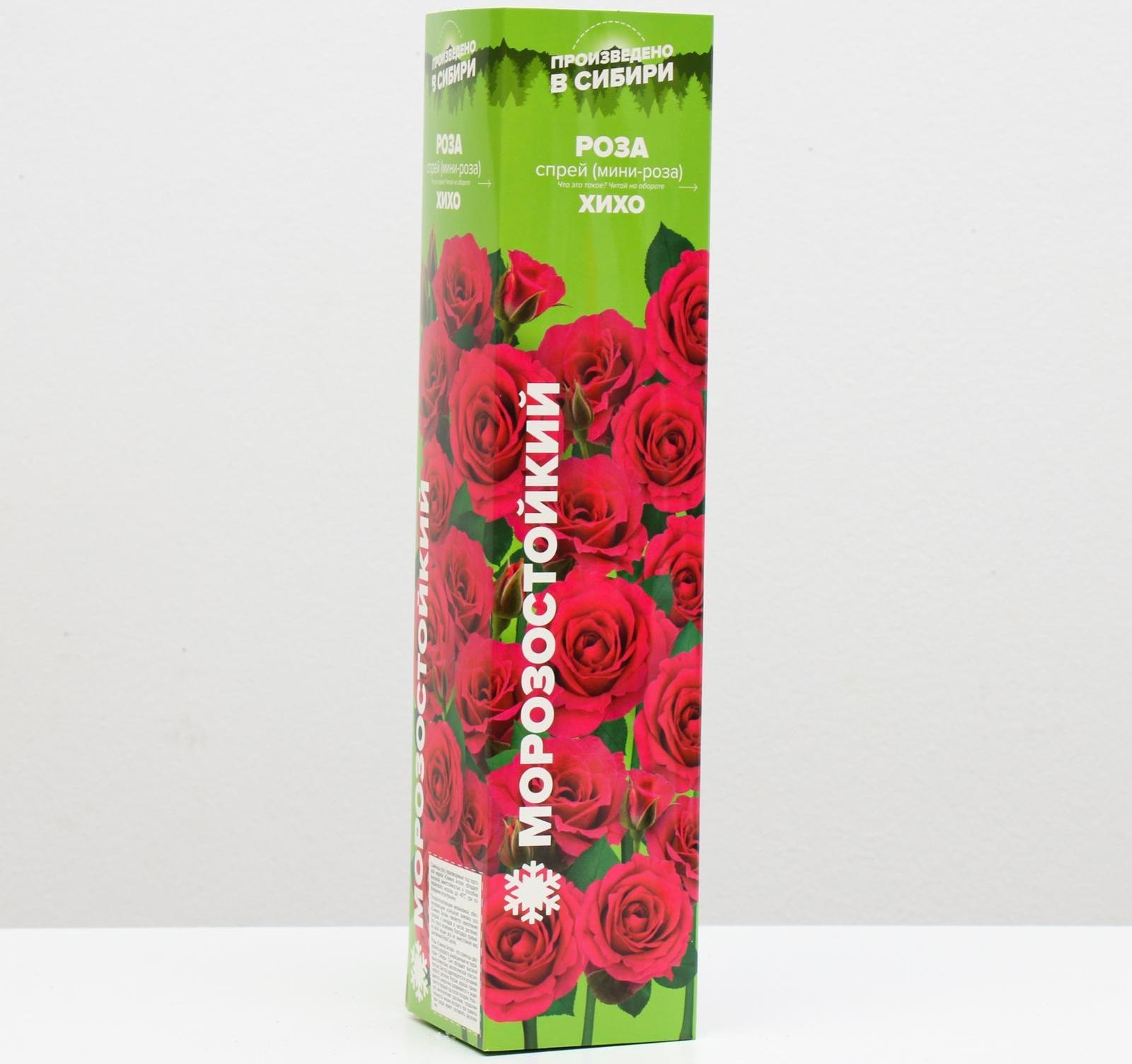 Саженец розы ХиХо, Весна 2024, 1 шт.