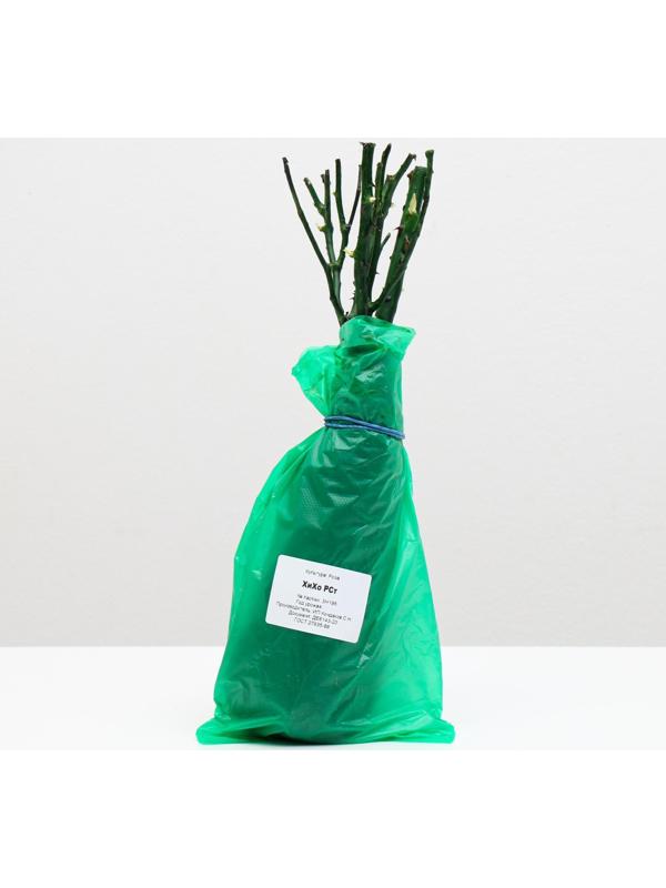 Саженец розы ХиХо, Весна 2024, 1 шт.