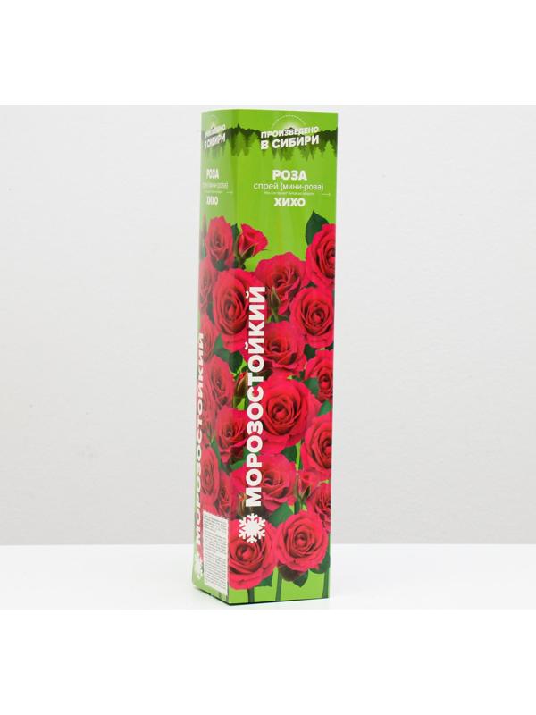 Саженец розы ХиХо, Весна 2024, 1 шт.