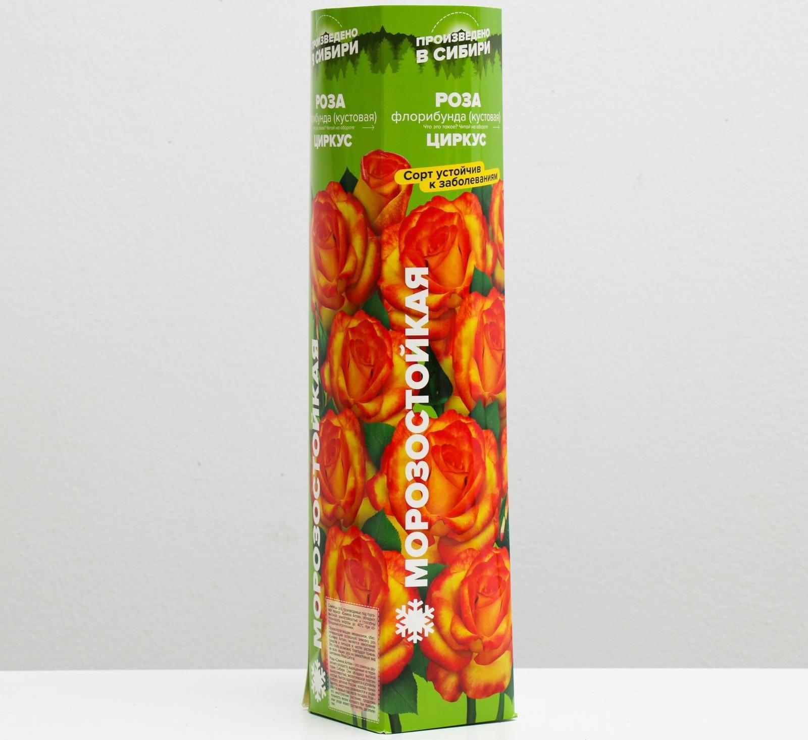 Саженец розы Циркус,  Весна 2024, 1 шт.