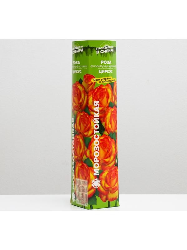 Саженец розы Циркус,  Весна 2024, 1 шт.